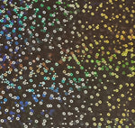 Vinyl HTV Pattern Bubbles Holographic Gold