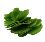 Tassels 25mm Flowers Green